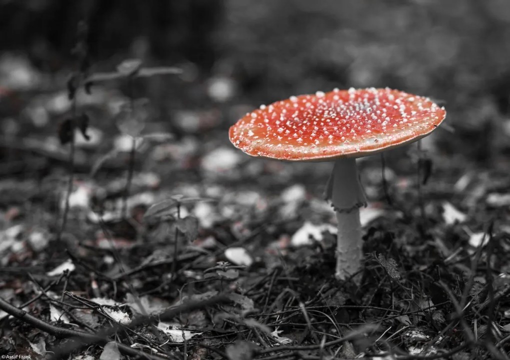 Poszter 29,7x21cm Legyező, Assaf Frank