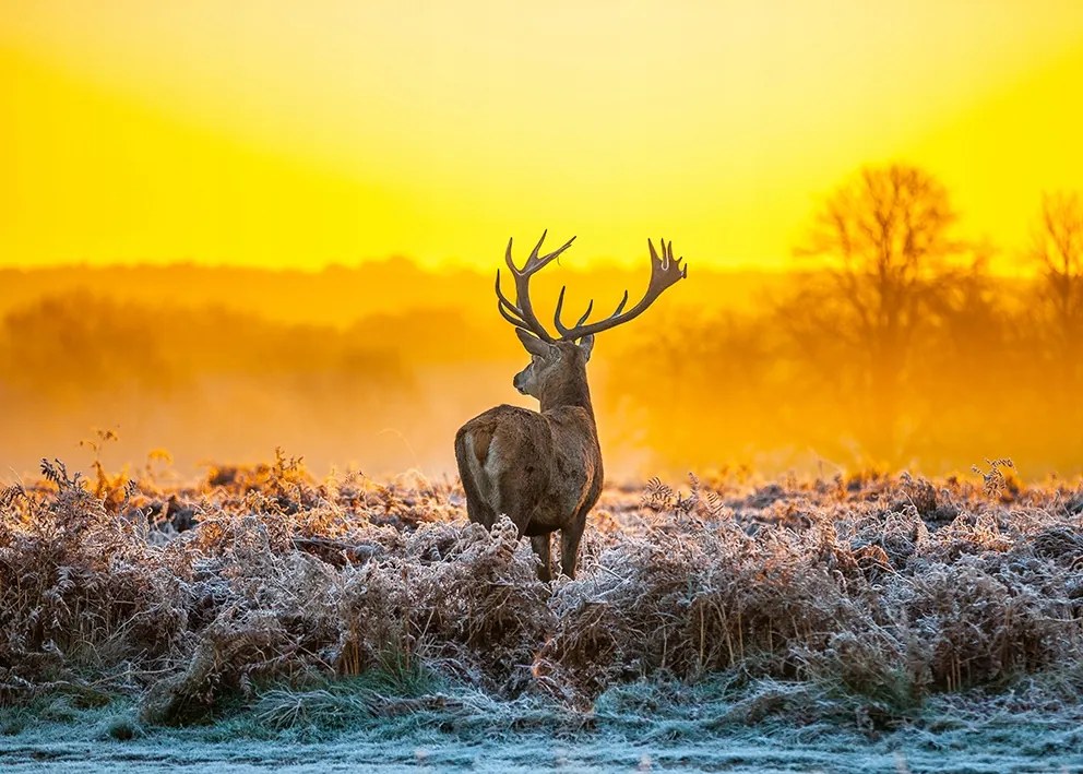 Szarvas poszter 30x40 cm nyomtatás kép #154