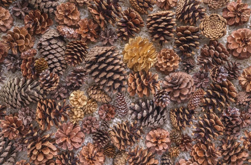 Poszter 91,5x60cm Fenyőtobozok, Assaf Frank