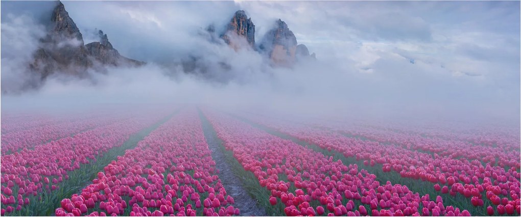 Kép - Tájkép tulipánmezőkkel (120x50 cm)