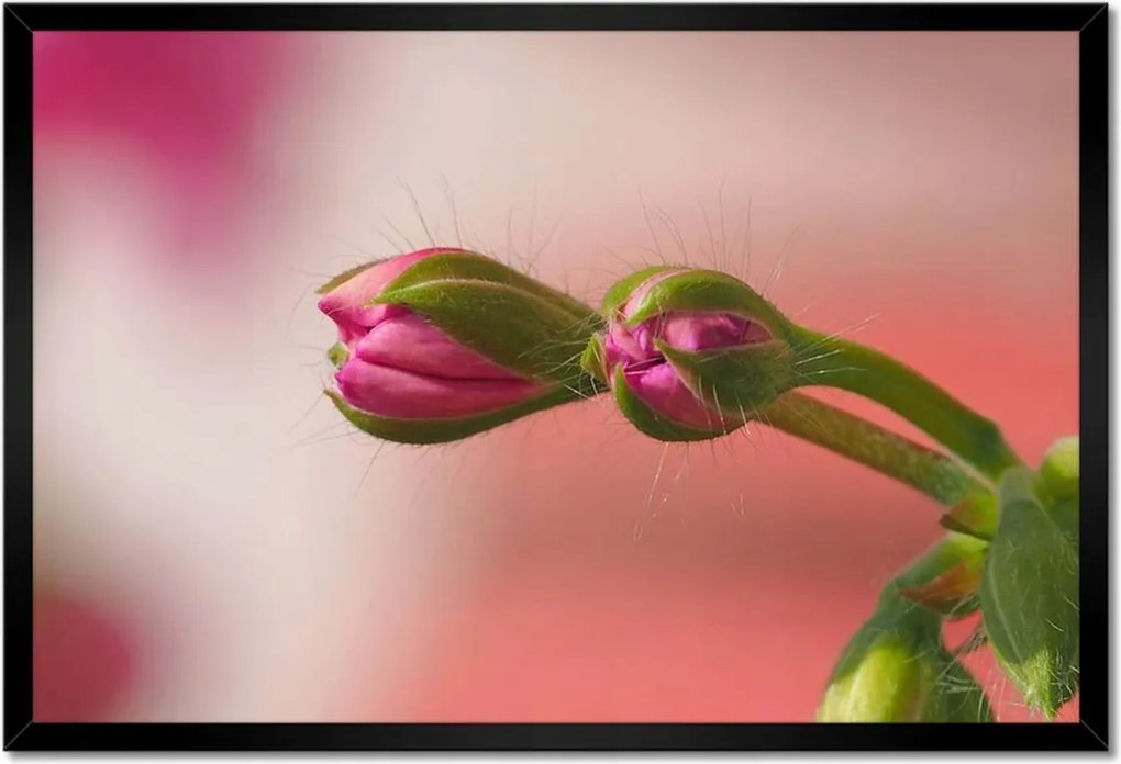 Poszterek keretben 60x40 Finom fánkok Virágok