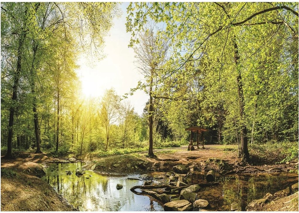 Fotótapéta Erdő Fák Nap Fotótapéta 208 x 146 10508VEXL