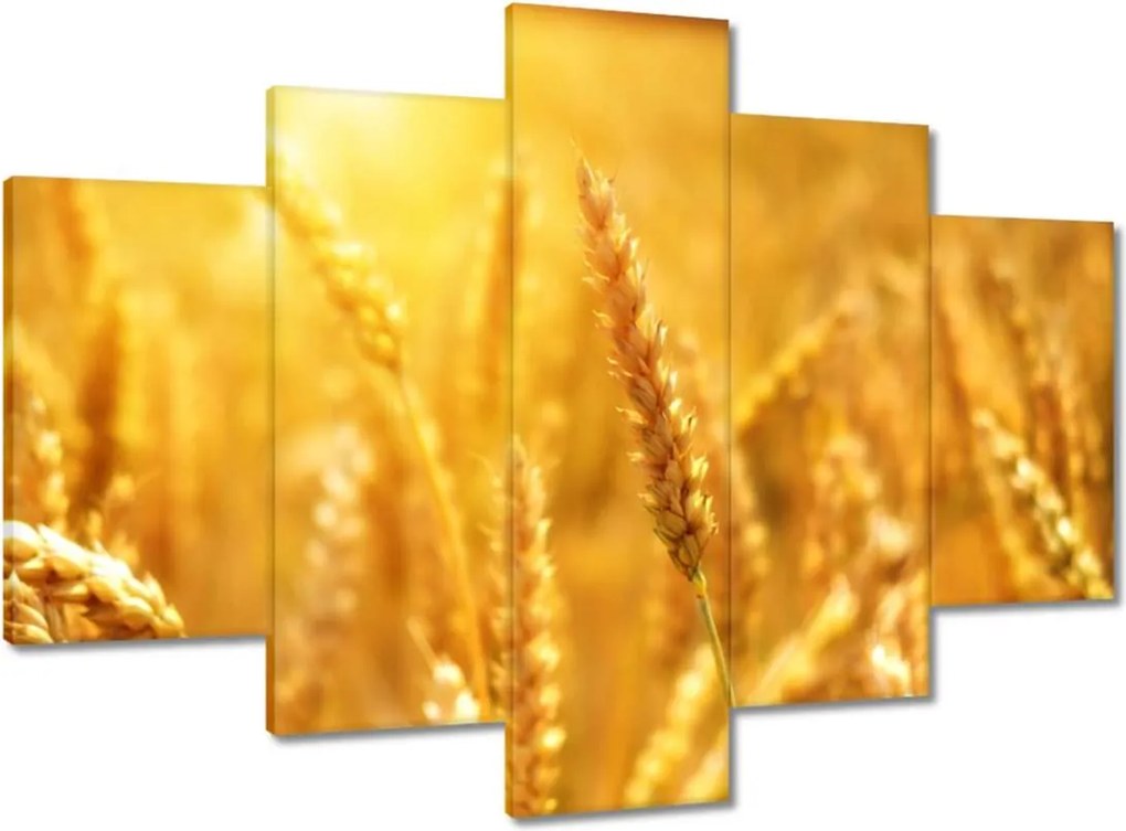 Képek 150x105 Gabona érik a napfényben