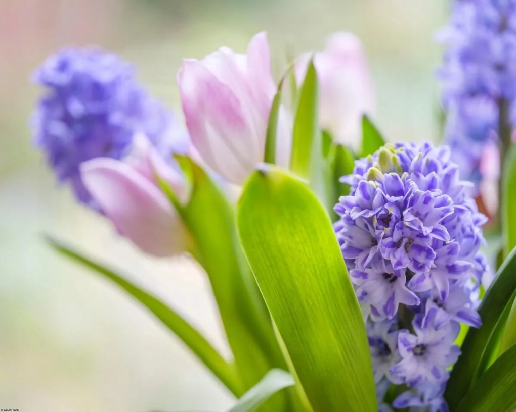 Poszter 50x40cm Jácint és tulipánok közelkép, Assaf Frank