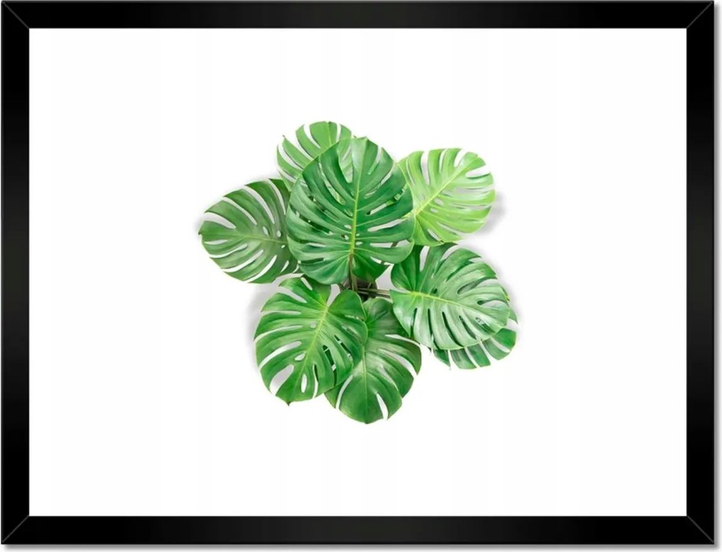 Poszter keretben 40x30 Lyukas szörny levelek