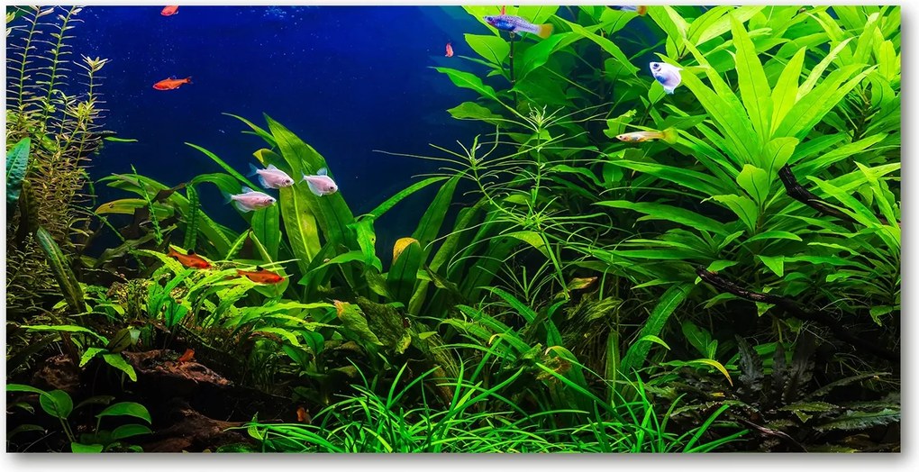 Fotótapéta üvegfalra Halak az akváriumban 140x70