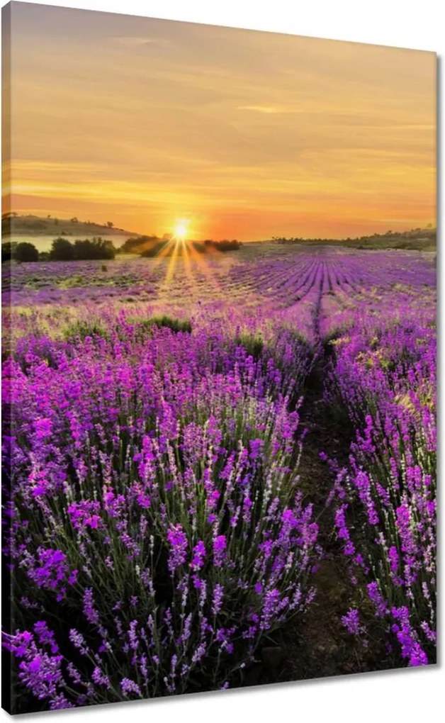 Vászonkép 50x70 Levendula naplemente