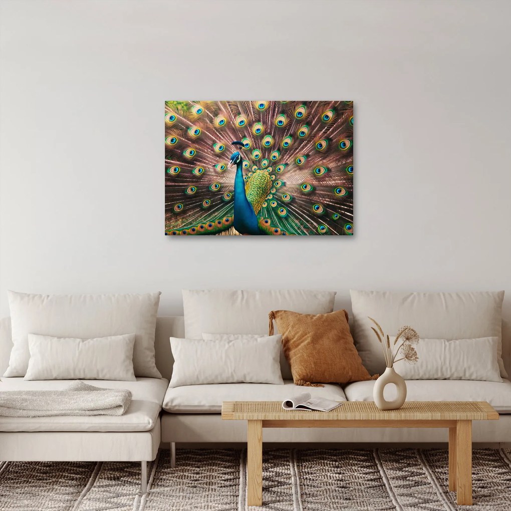 Kép - Páva (70x50 cm)