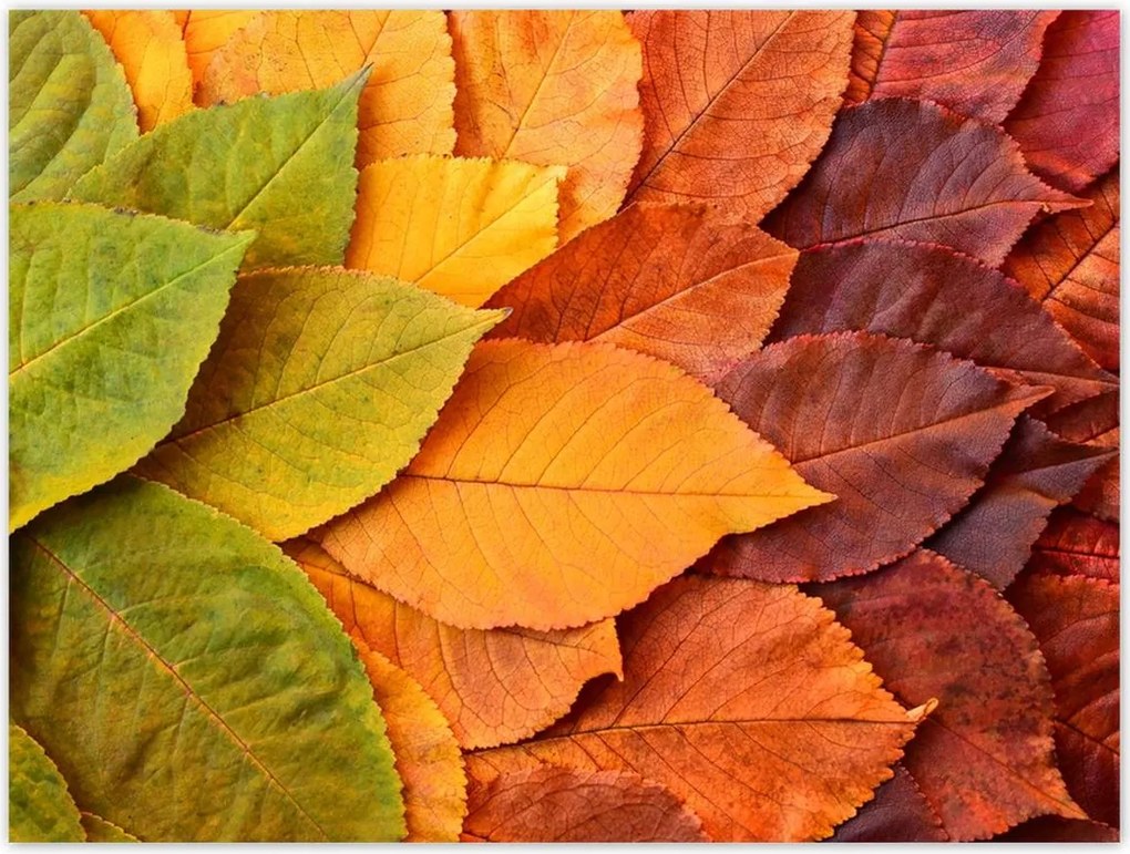 Poszterek 40x30 Őszi színes levelek Levelek az ősz színeiben