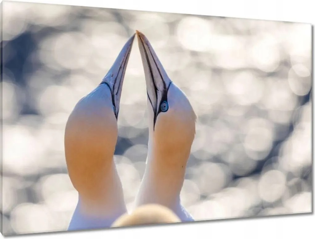 Vászonkép 120x80 Madarak