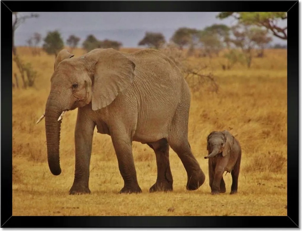 Poszterek keretben 40x30 Elefánt az anyával