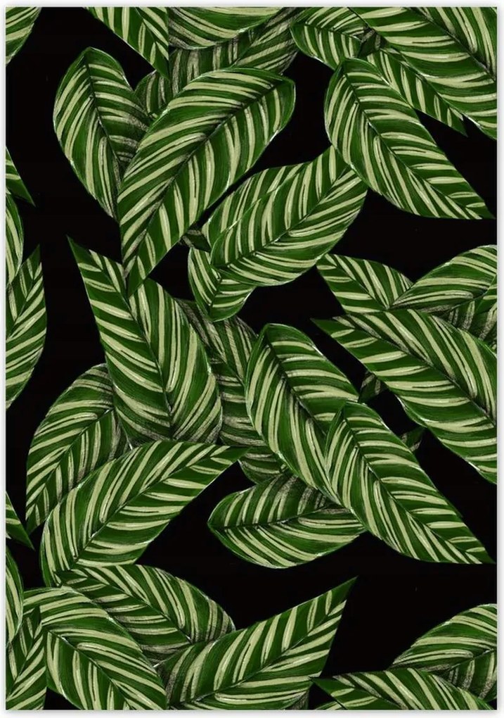 Poszterek 70x100 Zöld levelek Trópusok