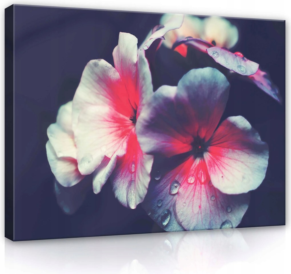 Vászonkép 100x75 Virágok szirmok harmat makro finomság természet nyugalom harmónia