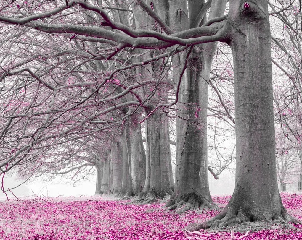 Poszter 76x60,5cm Fák egy sorban rózsaszín levelek, Assaf Frank