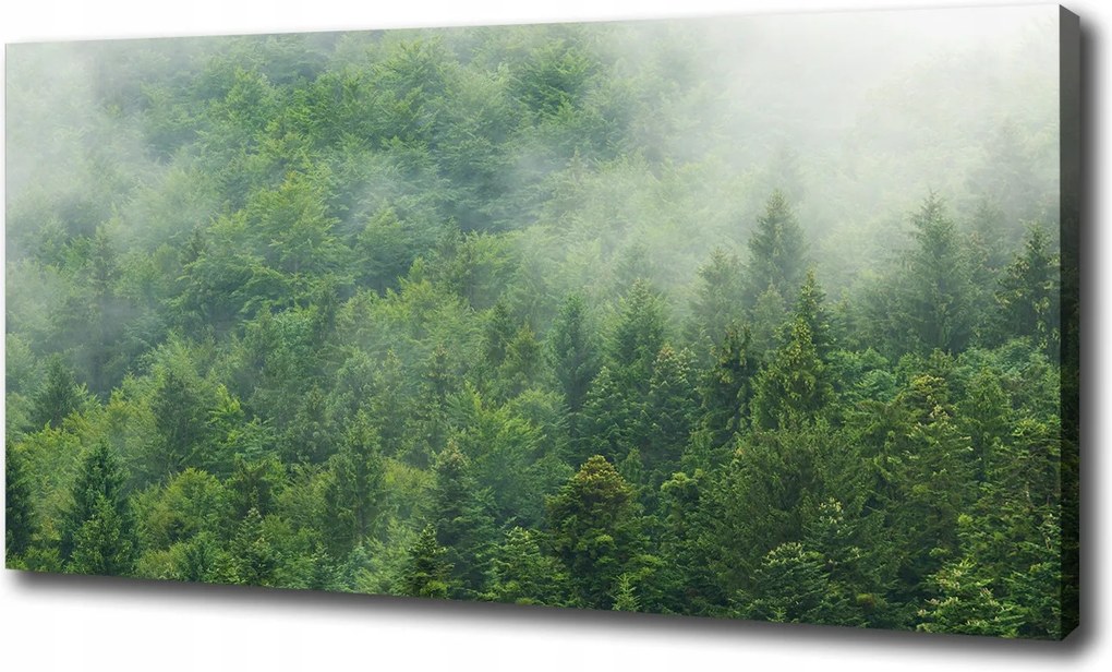 Vászonkép Rejtélyes erdő 100x70 cm