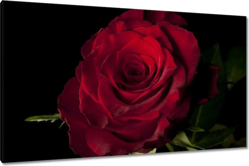 Vászonkép 120x70 Vörös rózsa