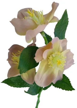 Művirág, zöld-rózsaszín csillagvirág, 36 cm