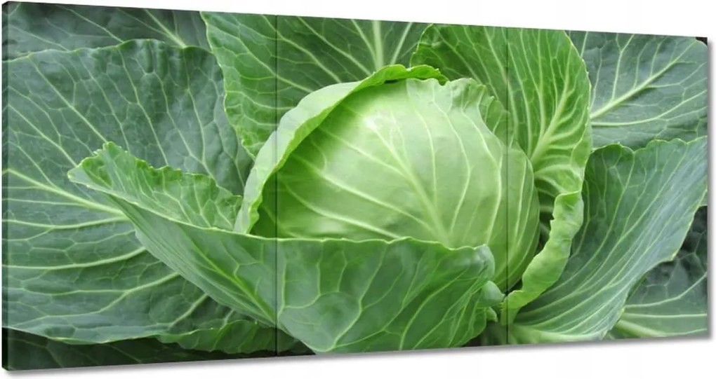 Vászonkép 60x30 Fiatal káposzta