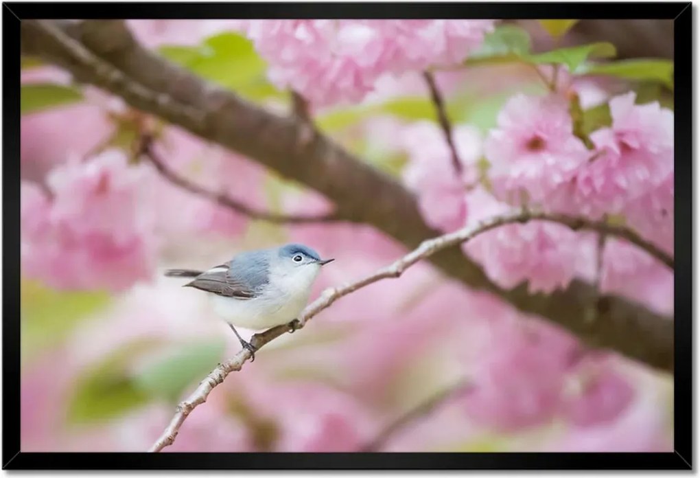 Poszterek keretben 60x40 Madarak