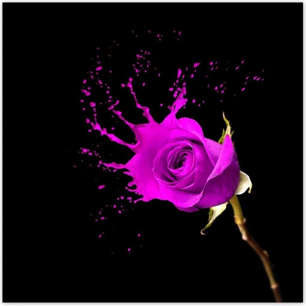 Poszterek 100x100 Lila rózsa hatású