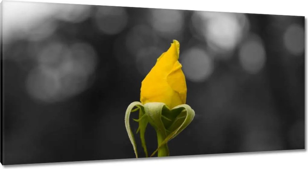 Vászonkép 115x55 Sárga rózsa