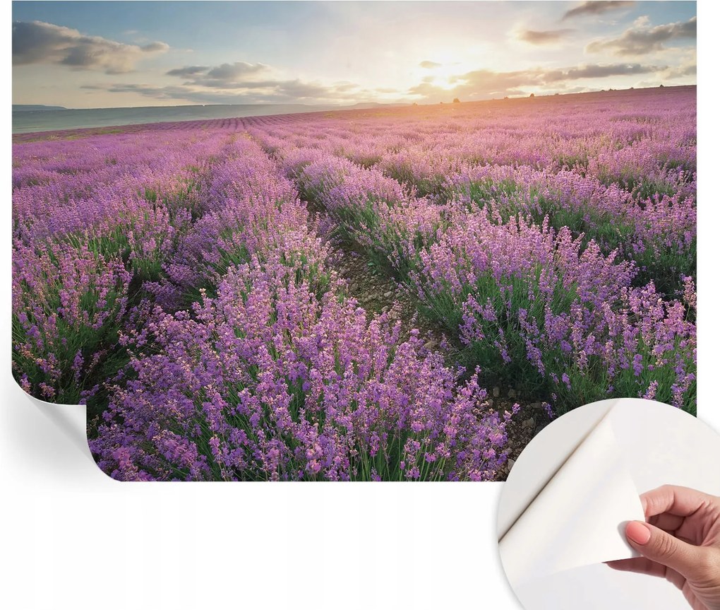 Modern öntapadós fotótapéta Mosható Levendula mezők 208x146 cm