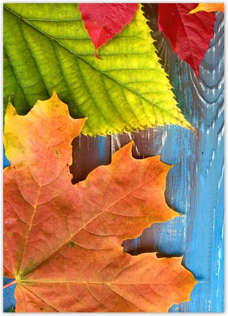 Poszterek 50x70 Színes őszi levelek