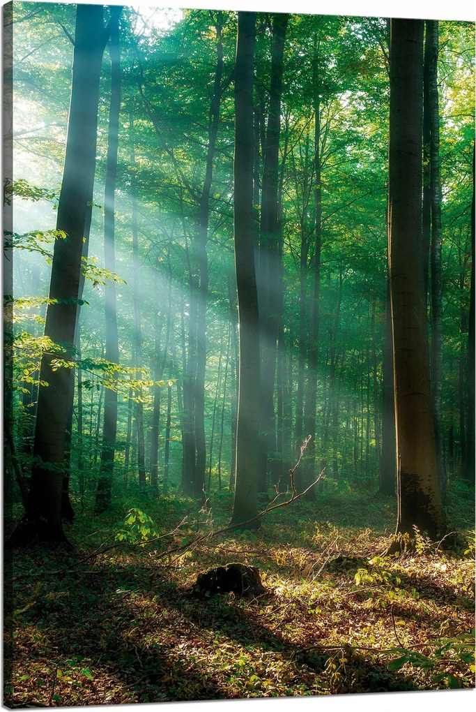 Vászonkép Erdő Fák Nap sugarai 80x120 cm