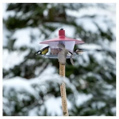 Finch madáretető, piros