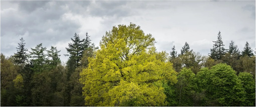 Egy zöld fa képe a mező közepén (120x50 cm)