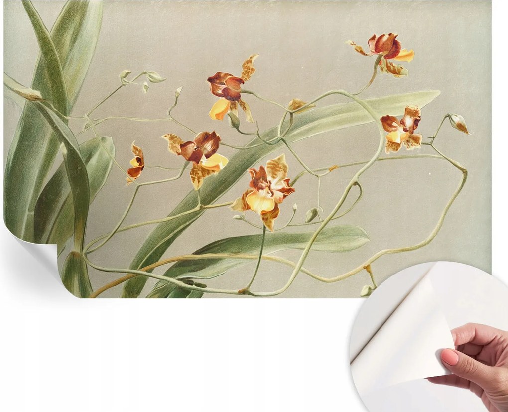 Divatos öntapadós fali tapéta Orchidea klasszikus 416x254 cm