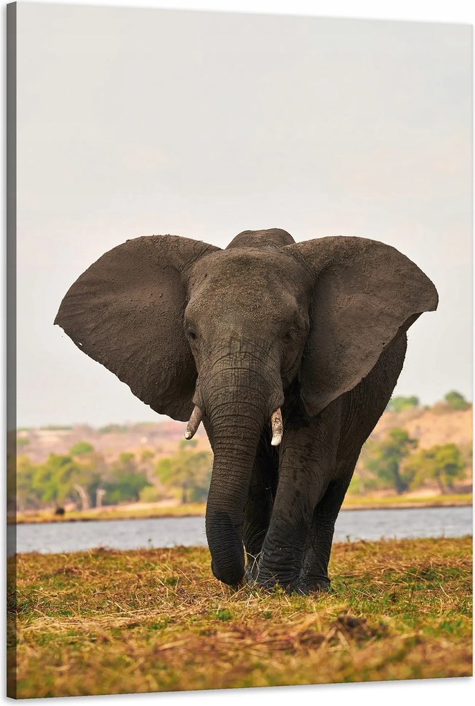 Vászonkép Nagy Szürke Elefánt a szavannán 60x90 cm Ideális ajándék