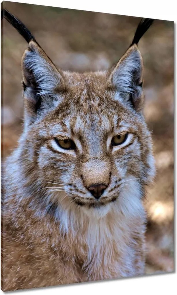 Vászonkép 70x100 Hiúz közelről Vadmacska