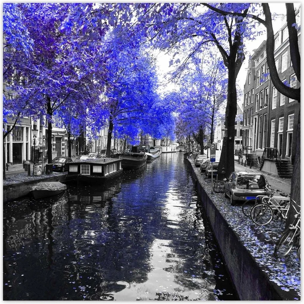 Plakátok 70x70 Búzavirág Amsterdam