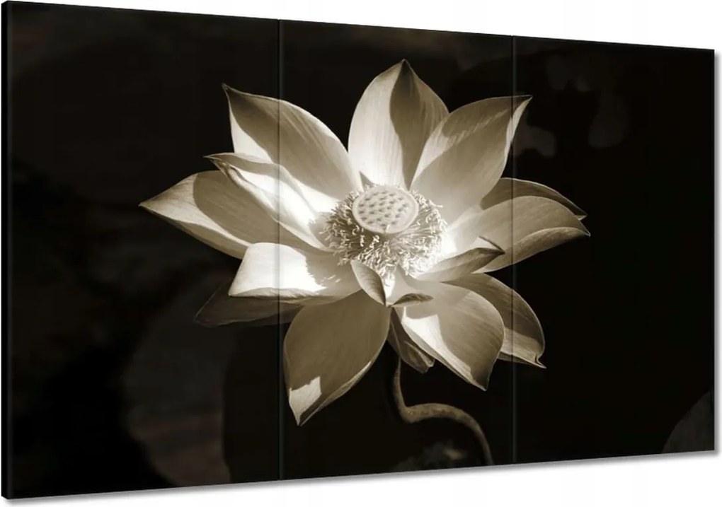 Vászonkép 120x80 Lótusz Lótuszvirág