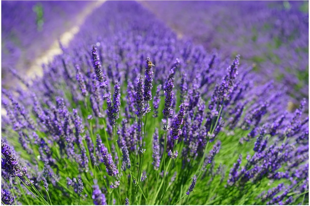 Kép - levandula (90x60 cm)