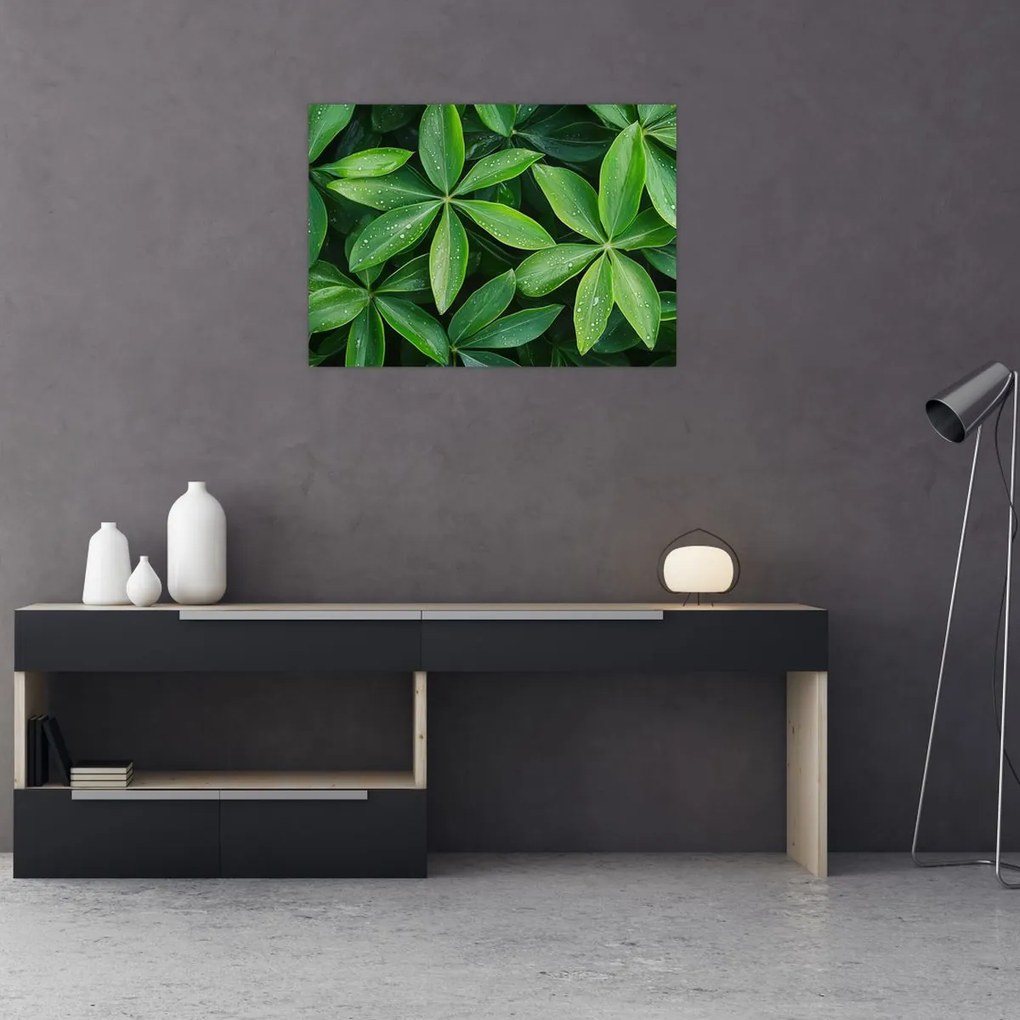 Kép - Levelek harmatcseppekkel (70x50 cm)