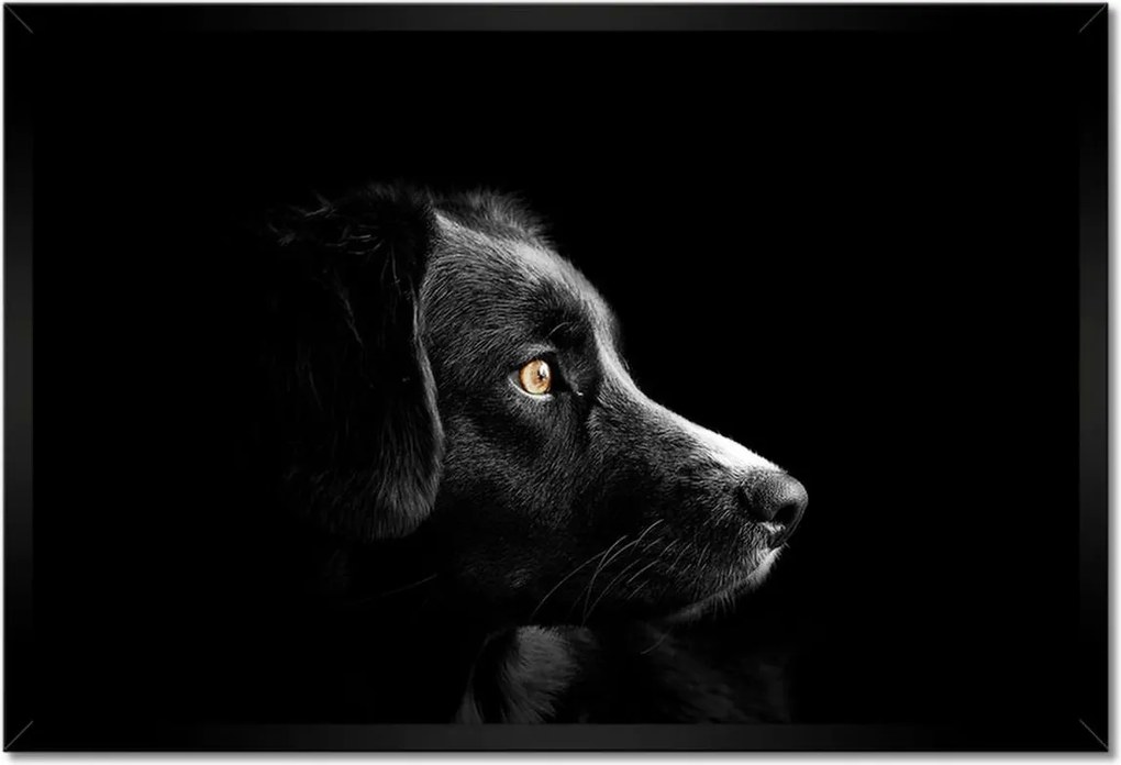 Bekeretezett poszterek 60x40 Négylábú barát