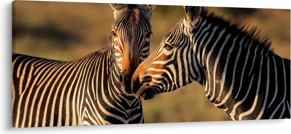 Kép - Két zebra (120x50 cm)