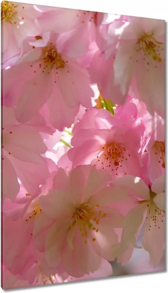 Vászonkép 80x120 Finom virágok