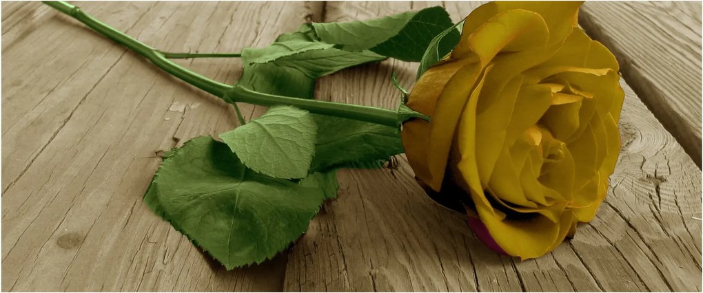 Kép - Vintage sárga rózsák (120x50 cm)