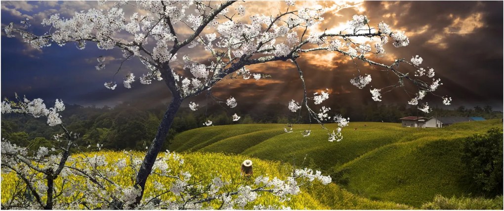 Kép - Virágzó fa az országban (120x50 cm)