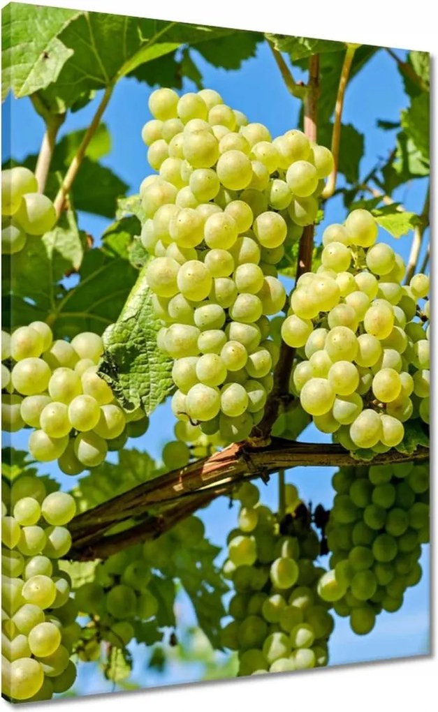 Vászonkép 50x70 Zöld szőlő