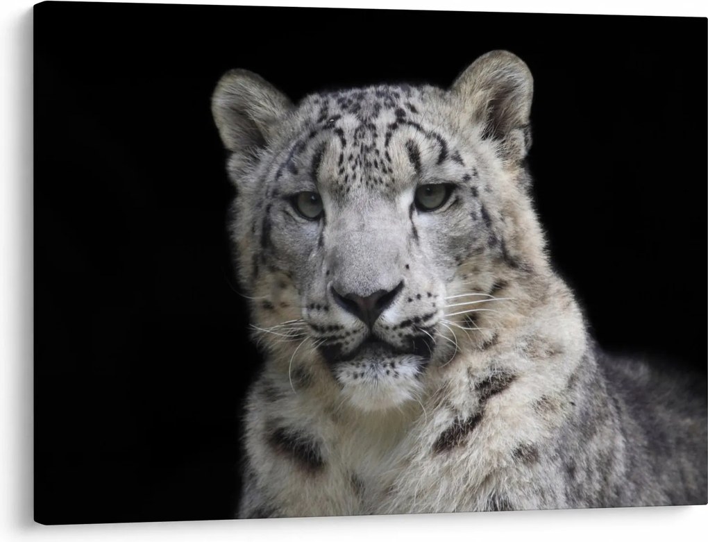 Kép - Snow Leopard (70x50 cm)