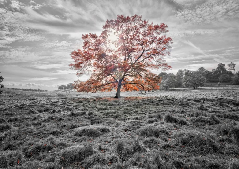 Poszter 59,4x42cm Egy fa az őszben, Assaf Frank