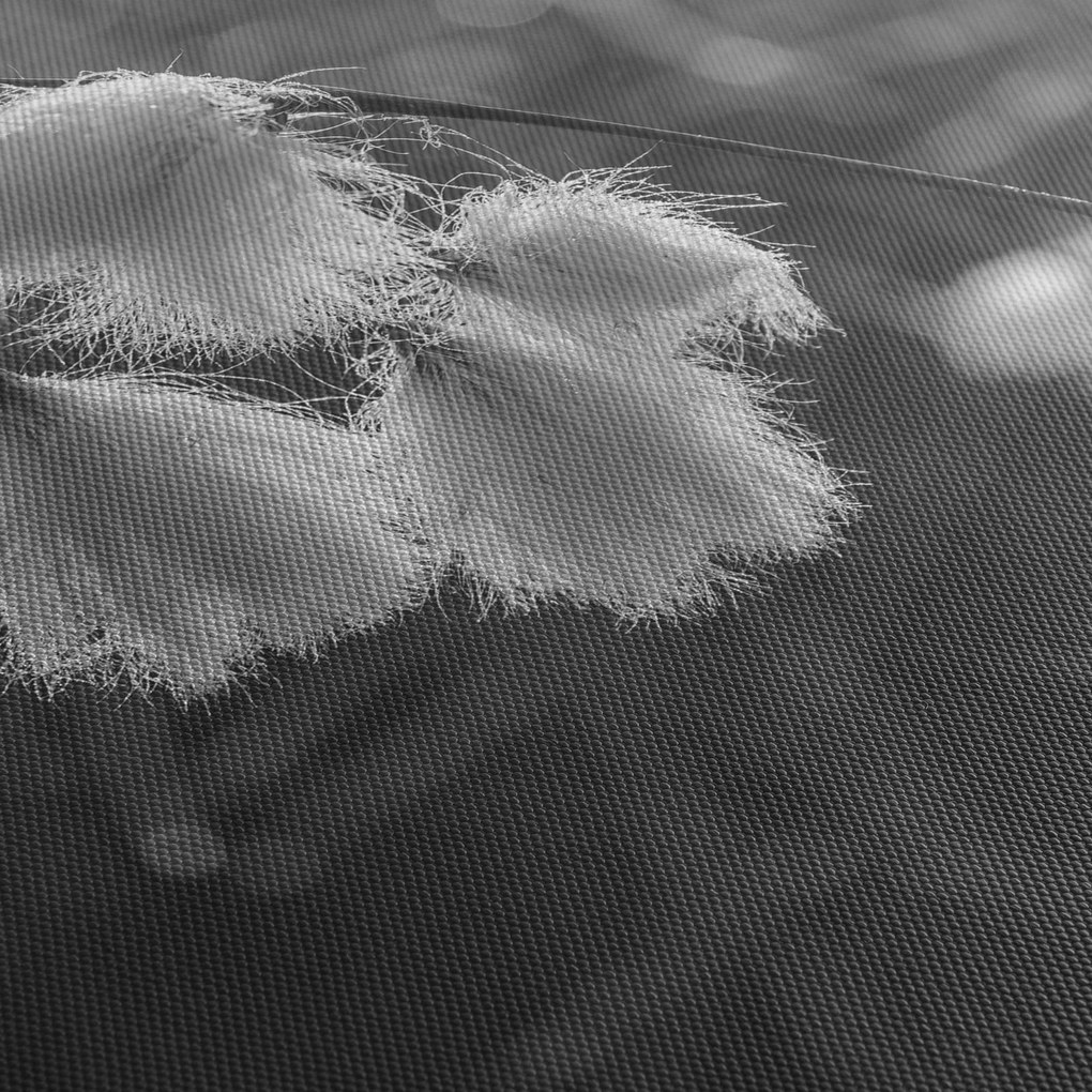Kép - Cottongrass (150x105 cm)