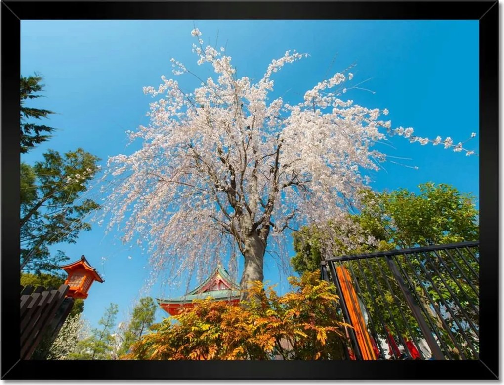 Poszterek keretben 40x30 Virágzó cseresznye