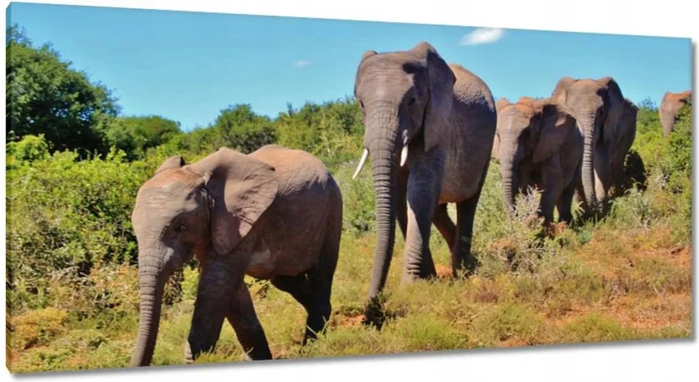 Vászonkép 115x55 Elefántok vándorlása