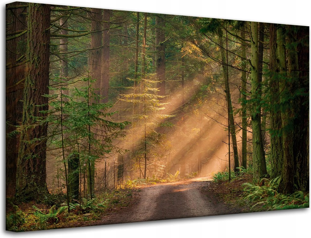 Vászonkép Ösvény az erdőben Fák Természet 80x50 cm