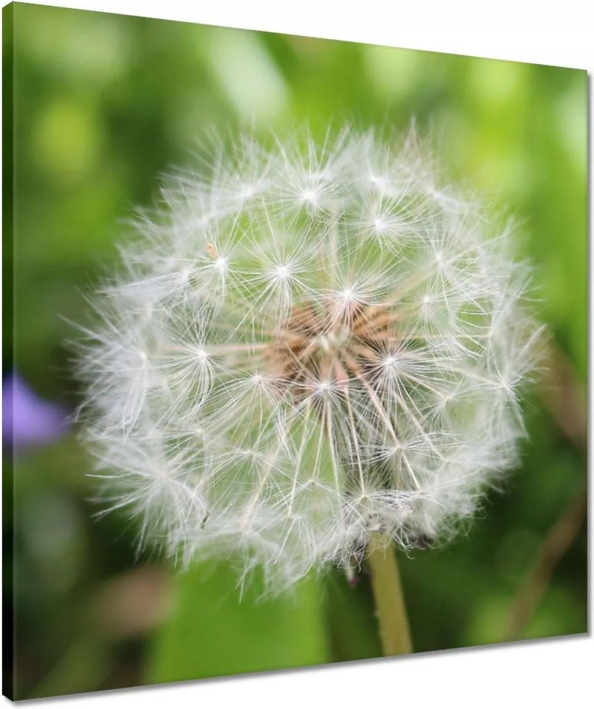 Vászonkép 50x50 Pitypang Virág Virágok